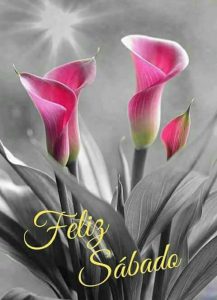 Feliz Sabado