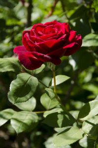 Feliz Sabado A Todos Para Whatsapp