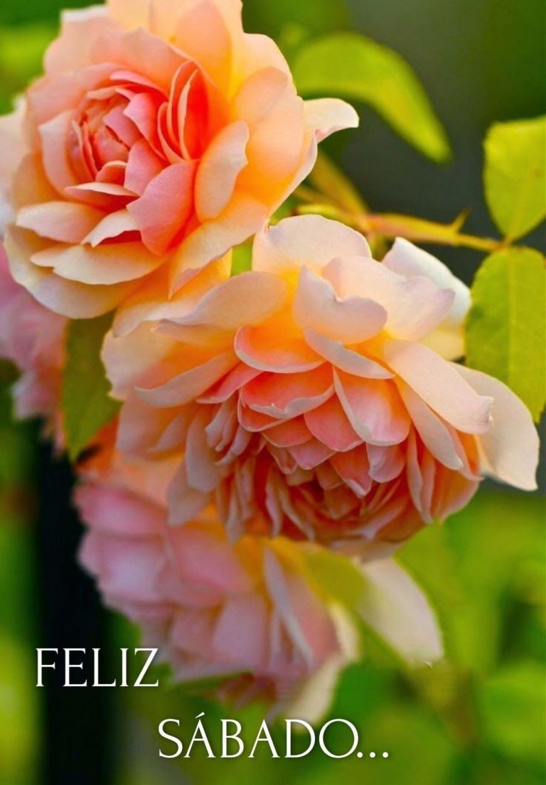 Feliz Sabado Familia Para Facebook