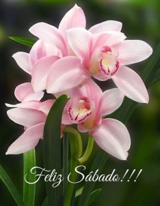 Feliz Sabado Frases