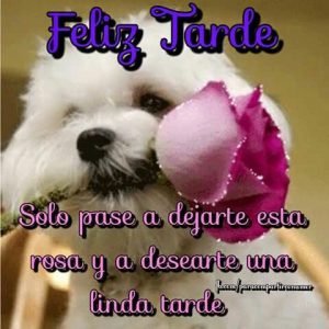 Feliz Tarde De Sabado Para Facebook Y Whatsapp