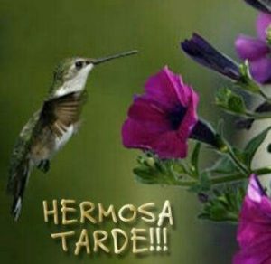 Feliz Tarde Frases Para Whatsapp Celular