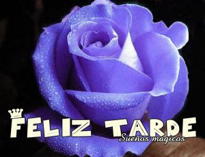Feliz tarde mi vida para Facebook y WhatsApp