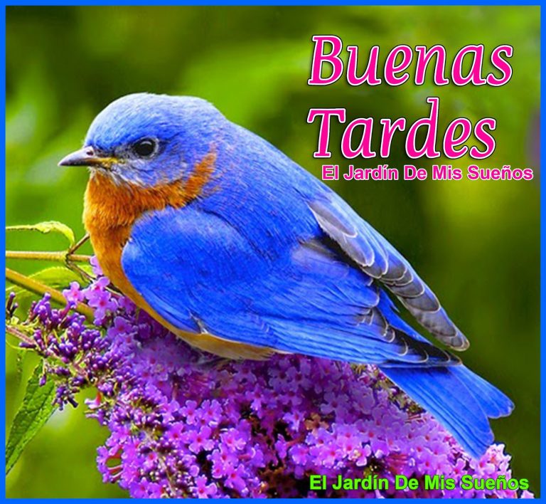 Feliz Tarde Mi Vida Para Whatsapp Celular
