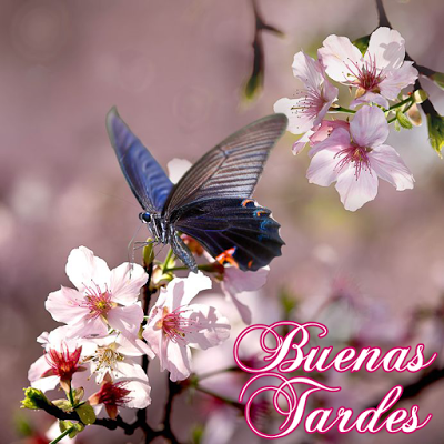 Flores De Buenas Tardes Para Facebook Y Whatsapp – Imágenes de bonitas para  descargar gratis