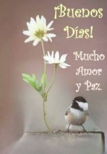 Fotos Para Buenos Dias Para Celular