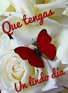 Frases Bellas De Buenas Noches Para Celular