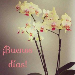 Frases Bellas De Buenos Dias Para Descargar