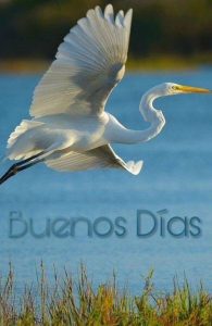 Frases Bonitas Buenos Dias Amor Para Facebook