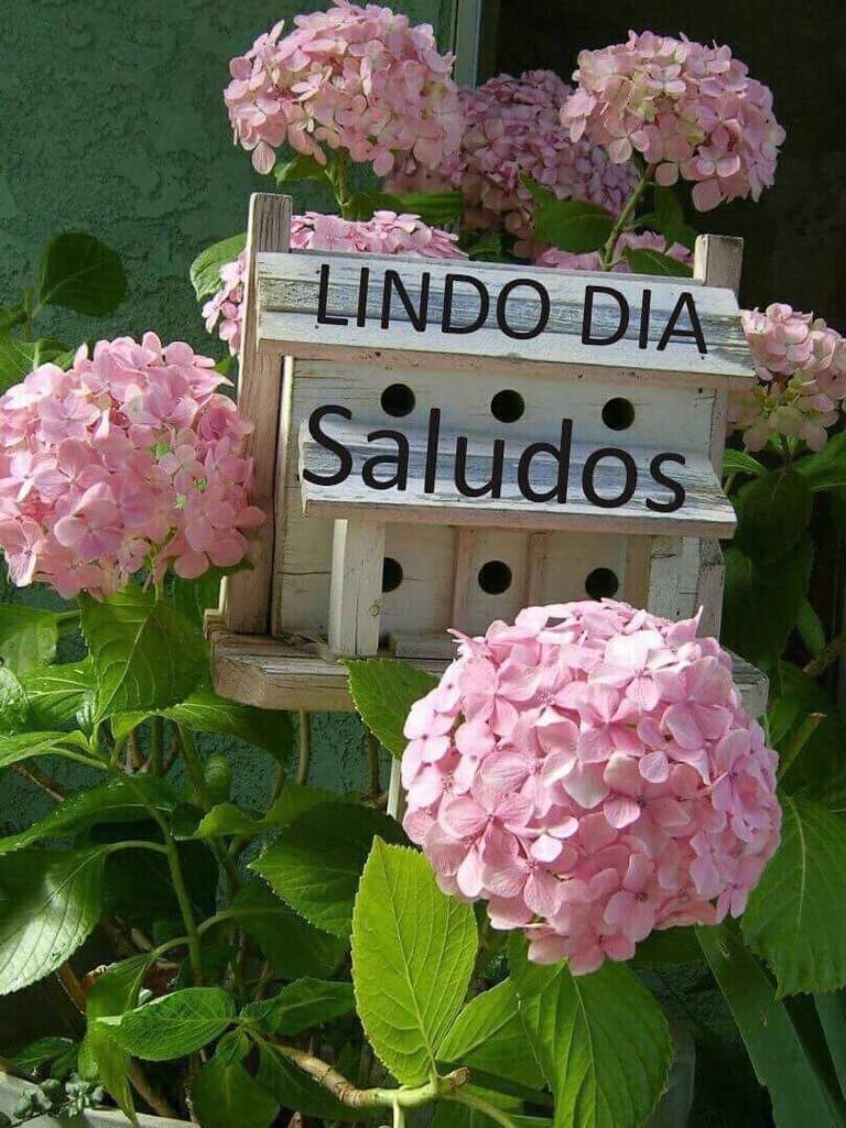Frases Bonitas Con Imagenes De Buenos Dias Para Whatsapp