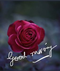 Frases Bonitas De Buenos Dias Para Mi Amor Para Una Amiga