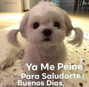 Frases Bonitas Para Dar Los Buenos Dias A Tu Novia Para Mi Amor