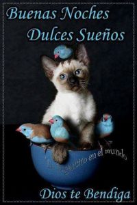 Frases Buenas Noches Para Enamorar Para Celular