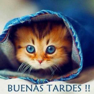 Frases Buenas Tardes Amistad Para Whatsapp Celular