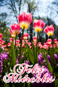 Frases Buenos Dias Para Mi Amor Para Descargar