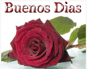 Frases Buenos Dias Para Mi Novia Para Descargar