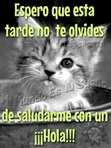 Frases De Buenas Tardes Para Enamorar Para Facebook Y Whatsapp