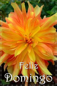 Frases De Buenos Dias Domingo Para Celular