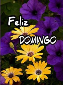 Frases De Buenos Dias Feliz Domingo Para Celular