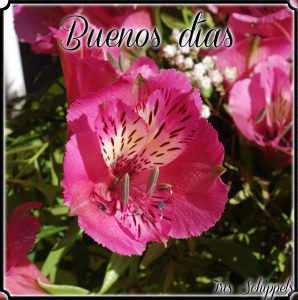 Frases De Buenos Dias Para Amor Para Una Amiga