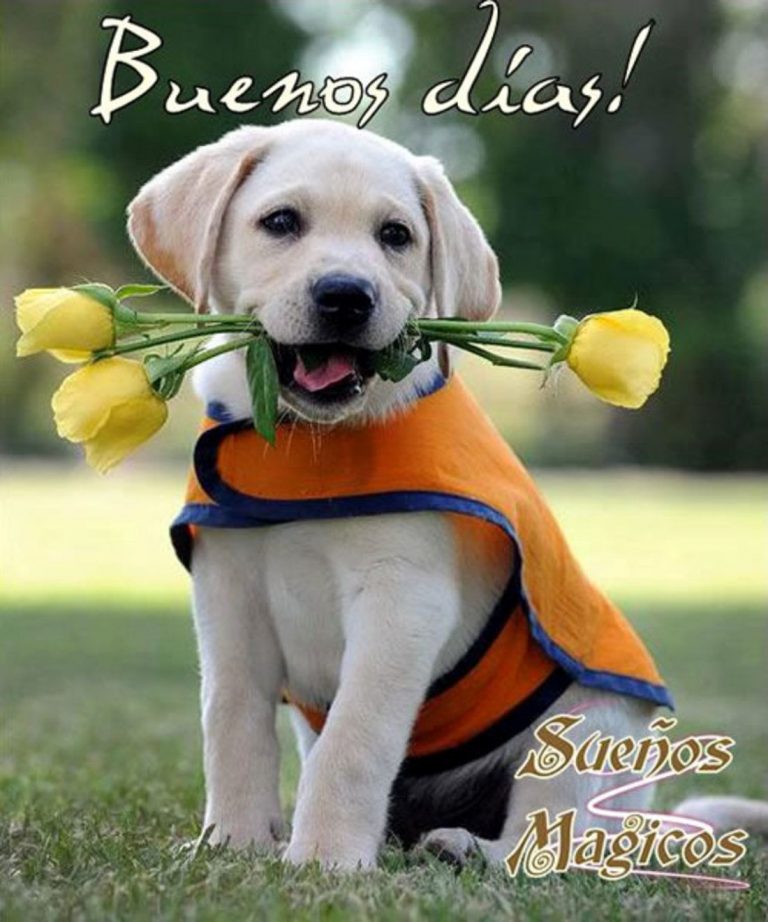 Frases De Buenos Dias Para Mi Novia Para Descargar
