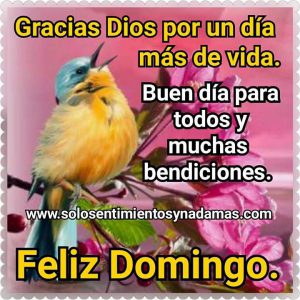 Frases De Excelente Domingo Para Celular