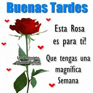 Frases De Linda Tarde Para Facebook Y Whatsapp