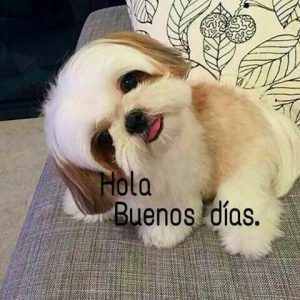 Frases de los buenos días para mi amor