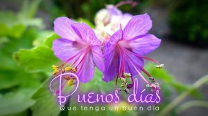 Frases de muy buenos días amor para WhatsApp