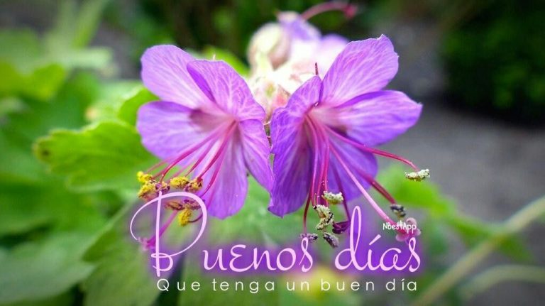 Frases De Muy Buenos Dias Amor Para Whatsapp