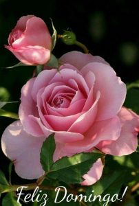 Frases Del Dia Domingo Para Celular