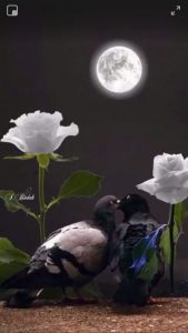 Frases Dr Buenas Noches Para Whatsapp