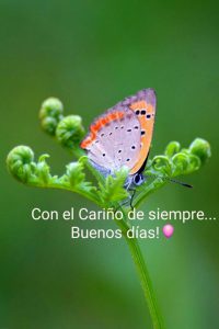 Frases E Imagenes De Buenos Dias Mi Amor Para Facebook