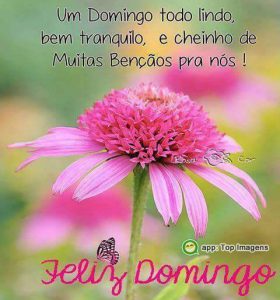 Frases Feliz Dia Domingo Para Celular