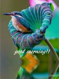 Frases Para Dar Buenos Dias A Una Mujer Para Descargar