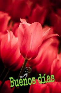 Frases Para Dar Los Buenos Dias A Una Mujer Para Facebook