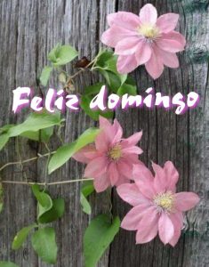 Frases Para Domingo Familiar Para Whatsapp