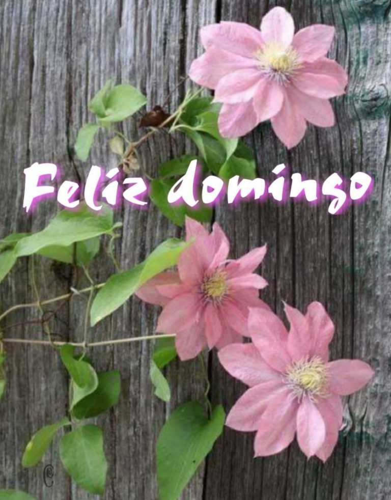 Frases Para Domingo Familiar Para Whatsapp