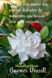 Frases Para Los Buenos Dias Para Facebook