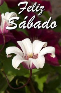 Frases Para Un Sabado Feliz Para Whatsapp