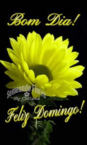 Frases Sobre Domingo Feliz Para Celular