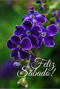 Gif Feliz Sabado