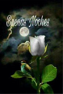 Google Imagenes De Buenas Noches