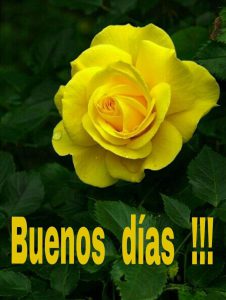 Imagen D Buenos Dias Mi Amor Para Celular