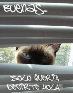 Imágenes bonitas de feliz tarde para Facebook y WhatsApp