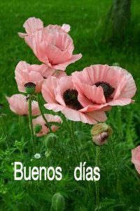 Imagenes Buenos Dias