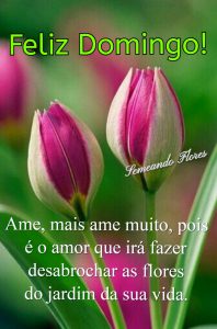 Imagenes Buenos Dias Domingo Para Celular