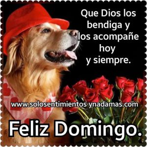 Imagenes Buenos Dias Feliz Domingo Para Celular