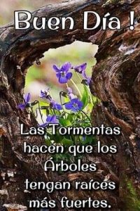 Imagenes Con Frases Hermosas De Buenos Dias Para Celular