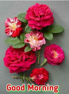 Imagenes Con Mensajes Buenos Dias Para Celular